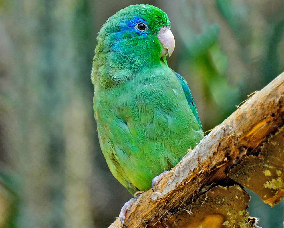 Forpus Conspicillatus A Spectacled Parrotlet perched on a branch, its feathers a brilliant mix of green with patches of blue behind the eye