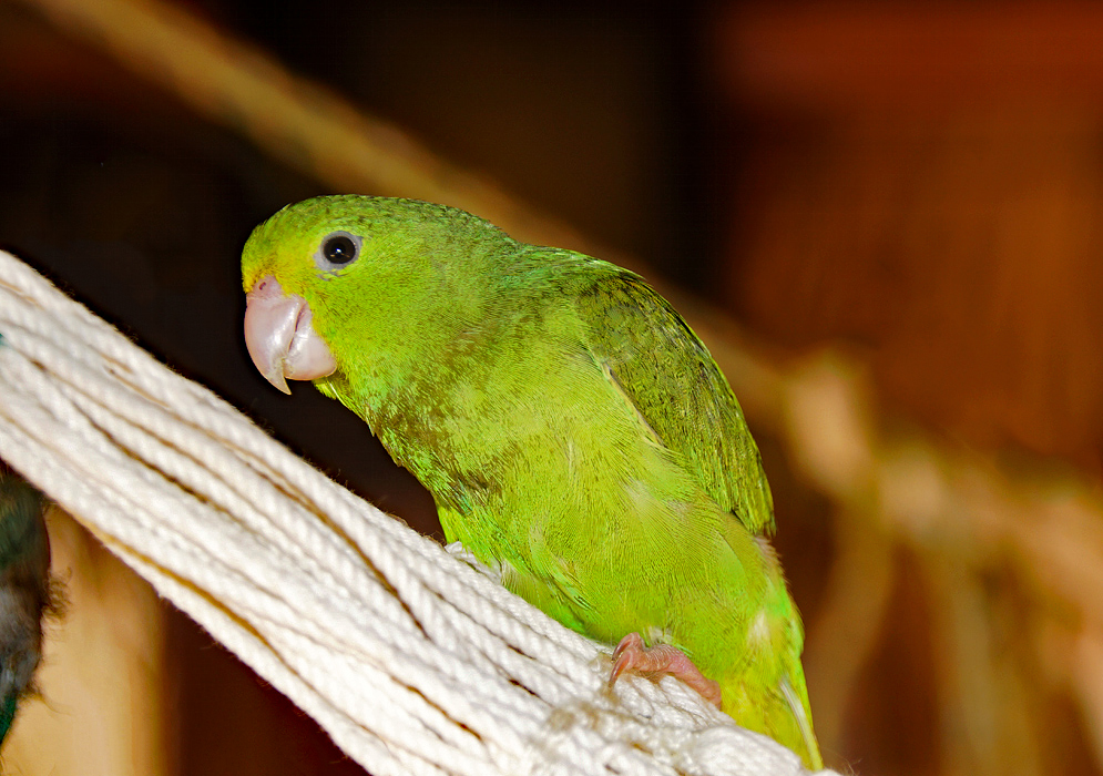 Side view of a green rumped parrotlet