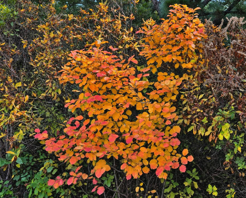 Fothergilla gardenii has a rounded shrub canopy of yellow, orange and red autumn leaves among surrounding green vegetation