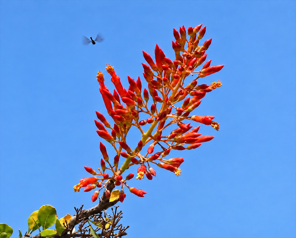 Fouquieria splendens has a branching cluster of bright red tubular flowers at a stem tip against a clear blue sky