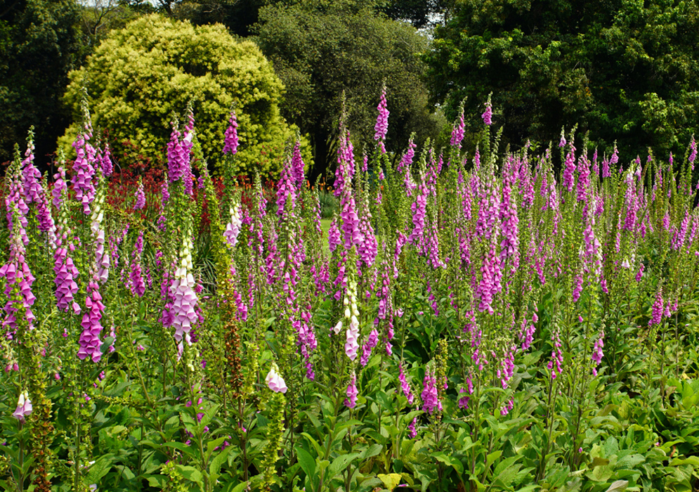 A bed of Digitalis purpurea flowers in shades of pink and purple