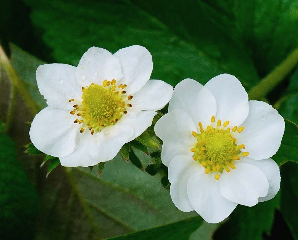 Fragaria vesca has two white five-petaled flowers with yellow stamens and green centers above toothed green leaves