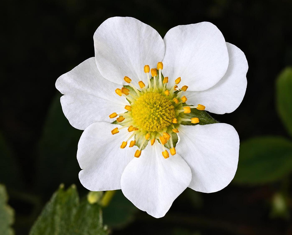 Fragaria × ananassa Seascape has a white five-petaled flower with many yellow stamens around a pale green center against a dark background