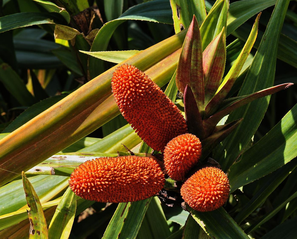 Freycinetia cumingiana has three orange cylindrical flower spikes surrounded by yellow-orange bracts and narrow green leaves
