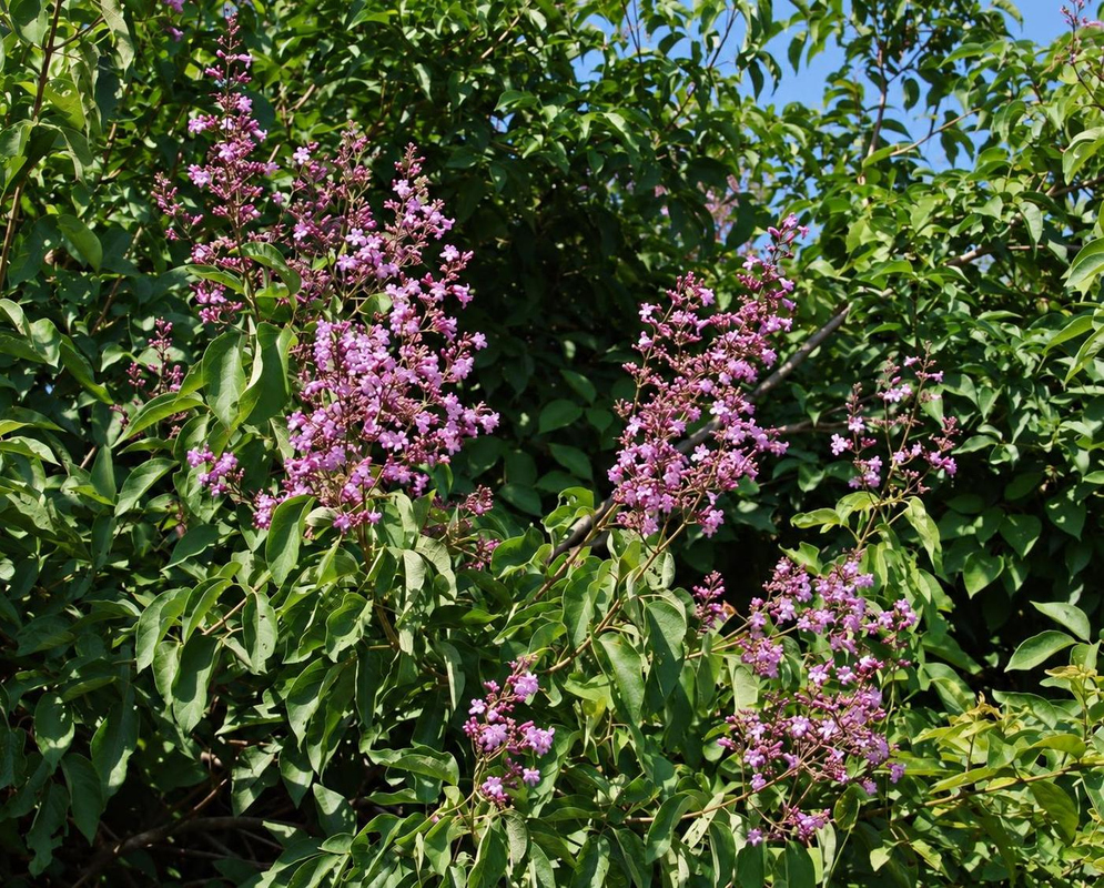 Fridericia candicans has tall branching clusters of many pink-purple flowers above green leaves in dense garden vegetation
