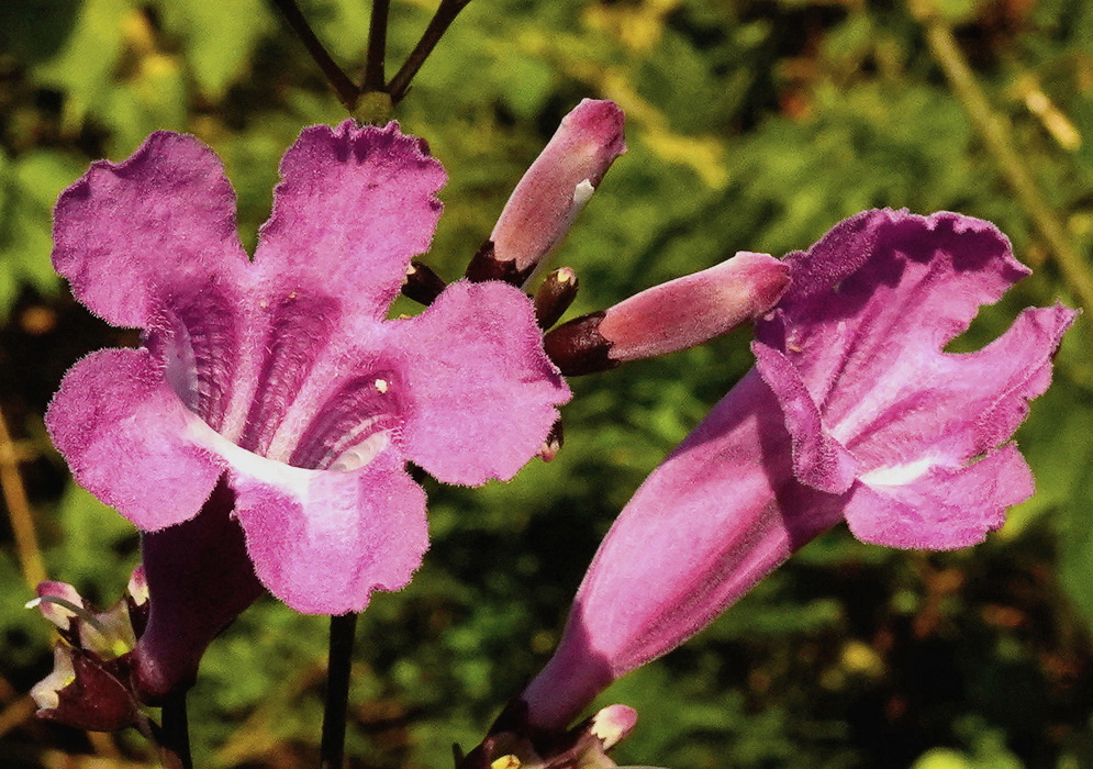 Fridericia mollissima has open pink-purple trumpet-shaped flowers with pale throats and rounded lobes beside several closed tubular buds