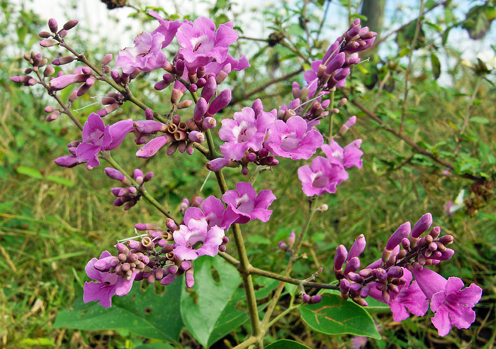 A panicle of bright purple trumpet shaped flowers