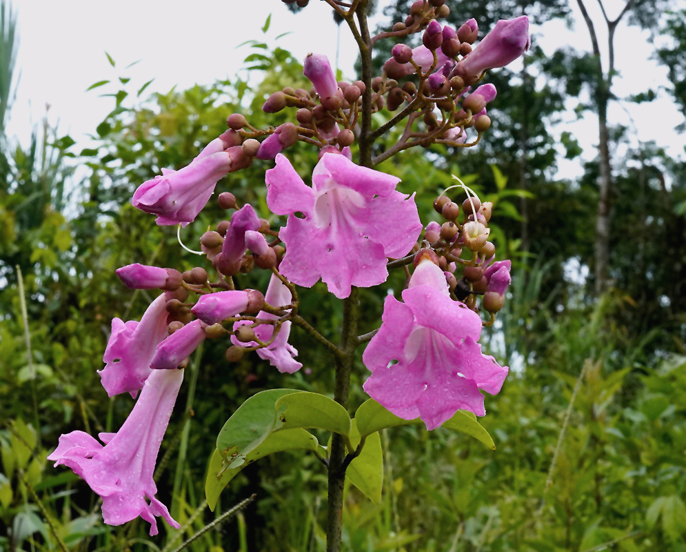 Fridericia schumanniana has a cluster of pink-purple trumpet-shaped flowers and long rounded buds above green leaves in a garden