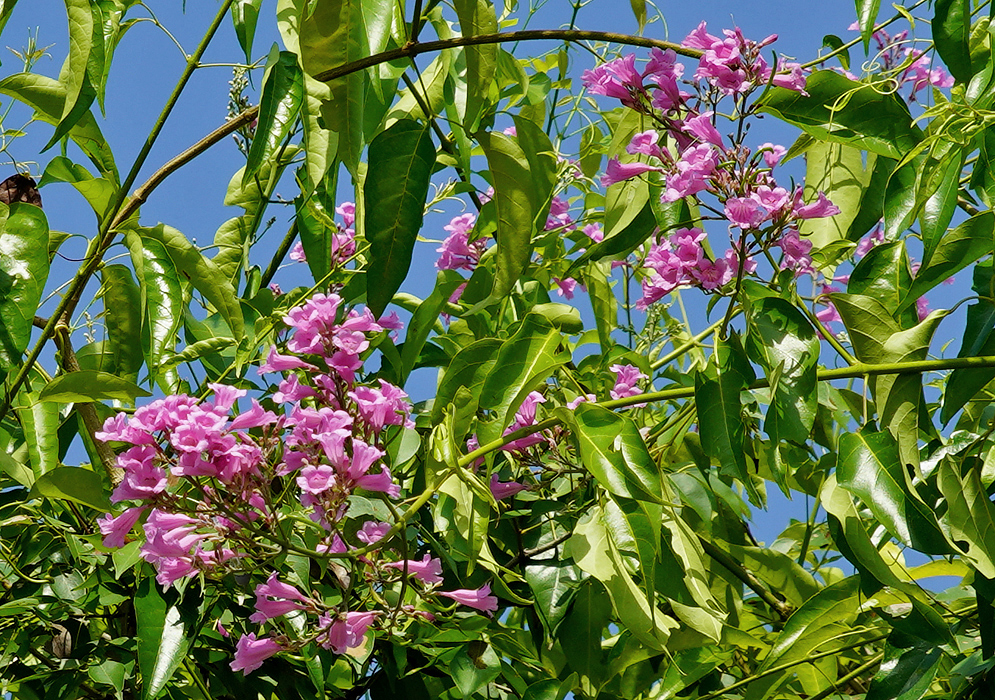 Dark pink Fridericia flowers under blue sky