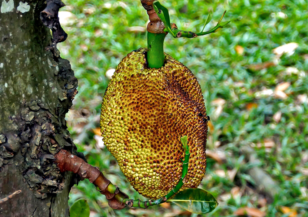 A yellow with brown Artocarpus heterophyllus fruit on the tree
