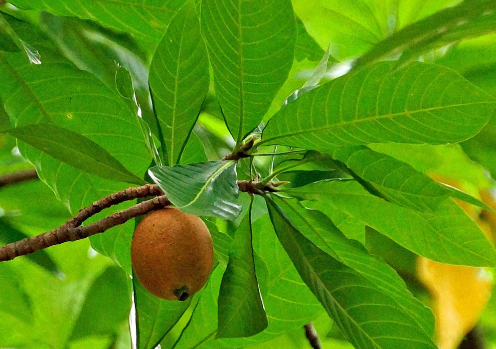 One brown Genipa americana fruit on the tree