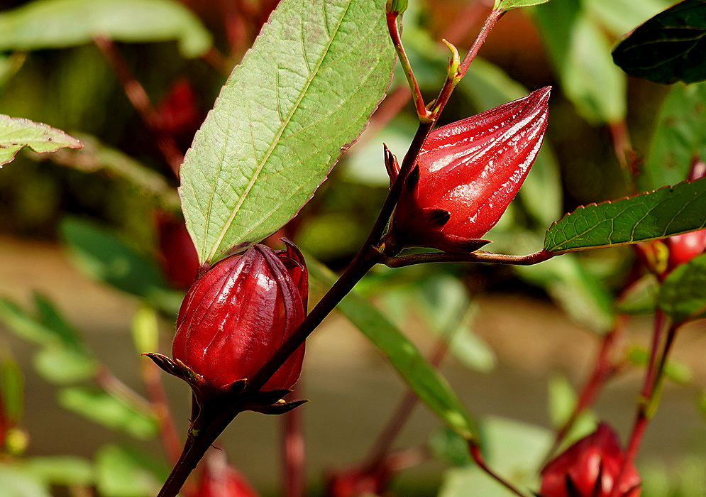 Two red Hibiscus sabdariffa fruits on a branch