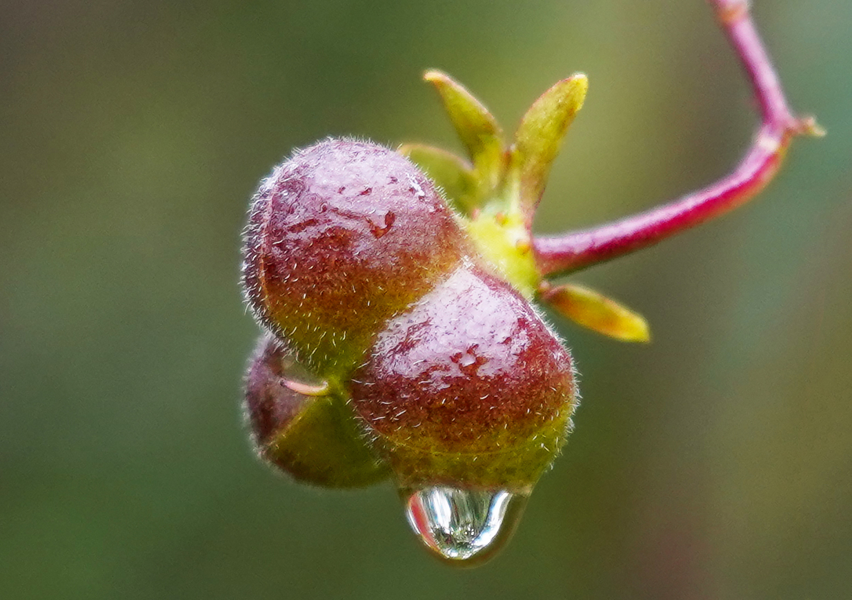 Llagunoa nitida hanging fruit with a dripping rain drop
