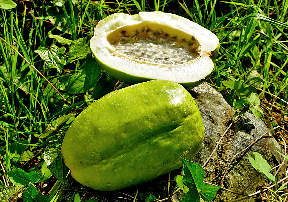 A lime-green Passiflora quadrangularis fruit cut in half exposing the white pulp for one of the halves on top of a rock