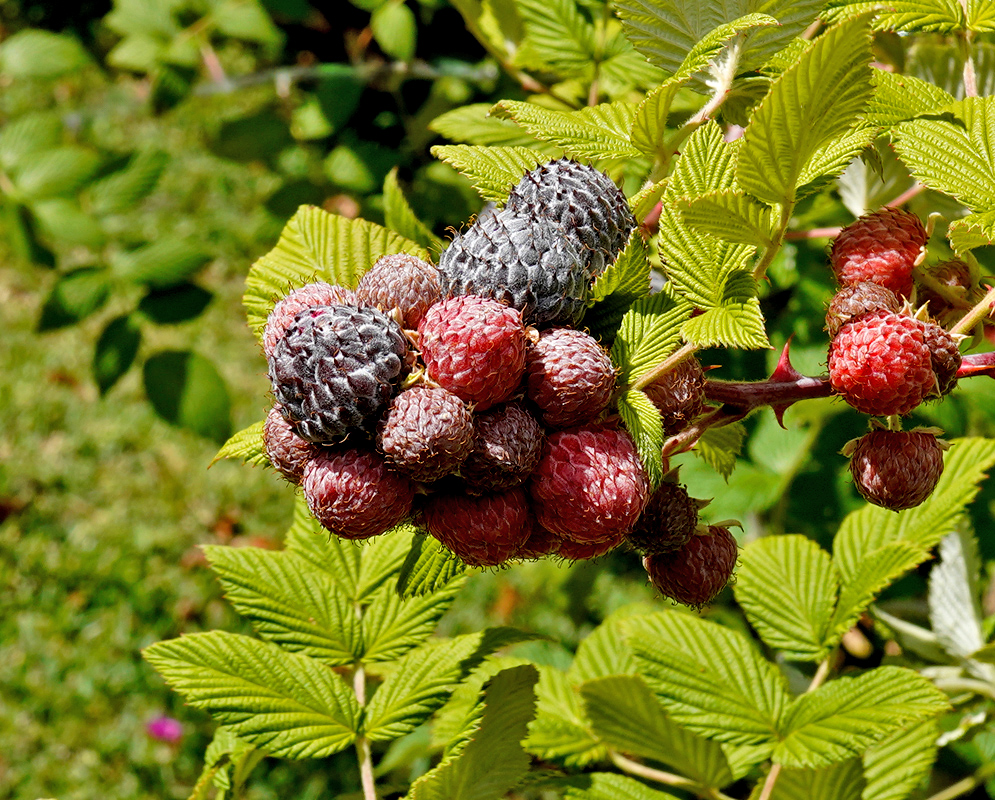 Cluster of ripening Rubus niveus fruits showing red and black drupelets against bright green compound leaves