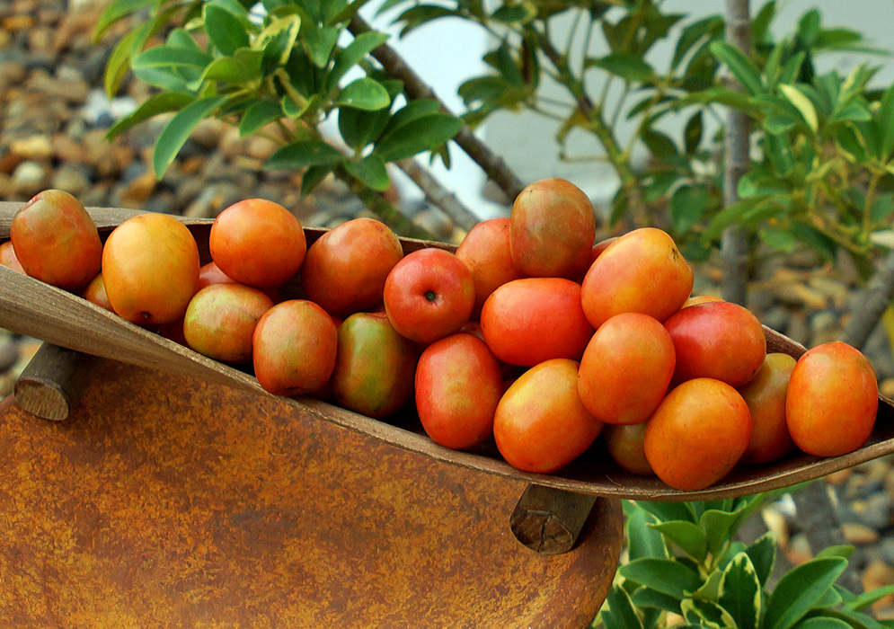 A narrow wooden bowl full of orange and green Spondias purpurea fruit