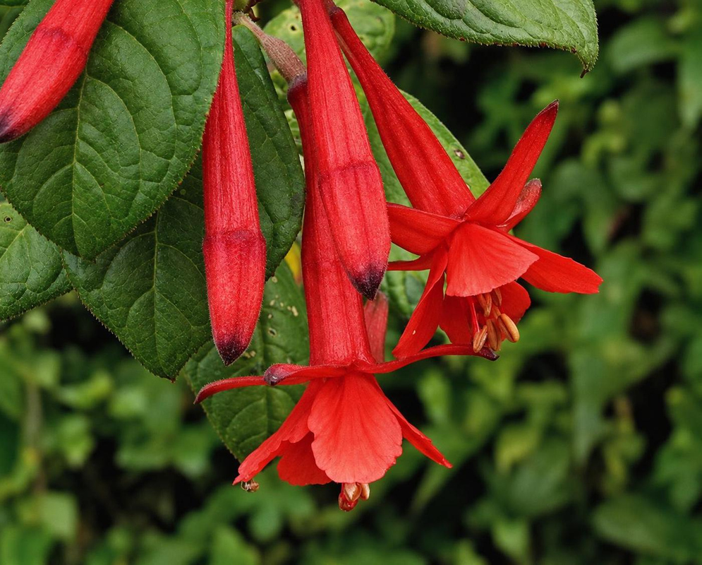 Fuchsia ampliata has several hanging bright red flowers with long widening tubes and spreading sepals beside softly textured green leaves