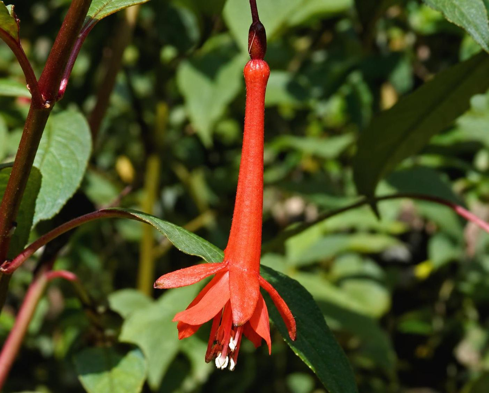 Fuchsia andrei has a pendant orange-red flower with a long narrow tube, spreading sepals and pale projecting anthers against green foliage