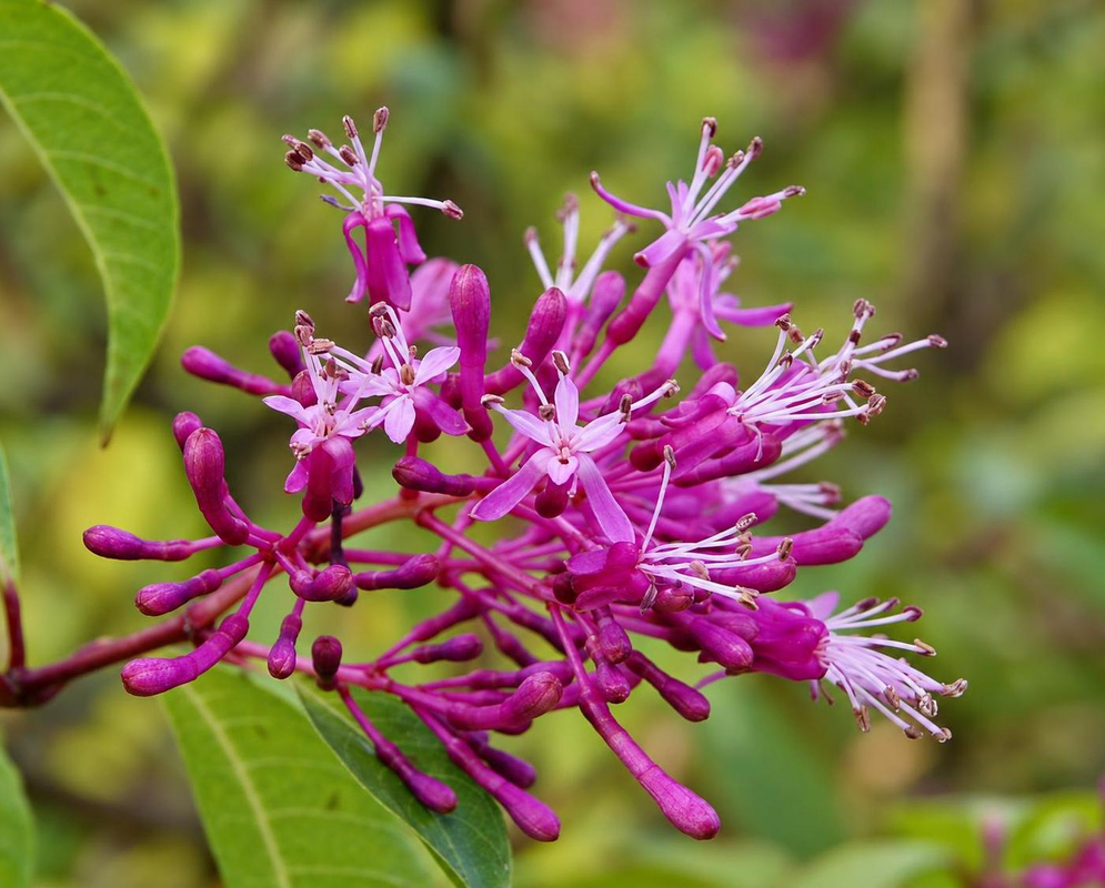 Fuchsia arborescens has a cluster of small rose-purple flowers with projecting pale stamens and styles among green leaves