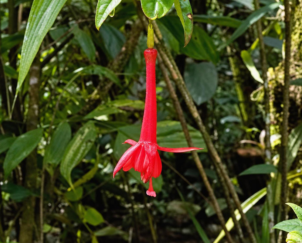Fuchsia ayavacensis has a hanging red flower with a long narrow tube and spreading pointed sepals among green leaves