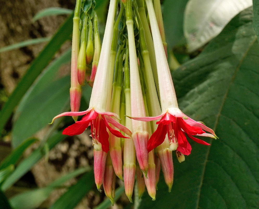 Close-up of creamy white Fuchsia boliviana alba flowers with red-tipped sepals, suspended gracefully in the humid Andean forest