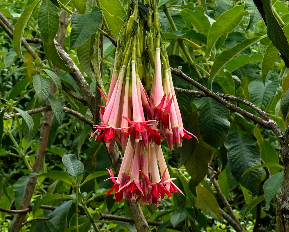 A pendulous inflorescence of pale pink and white Fuchsia boliviana alba flowers with red accents, hanging from a woody branch