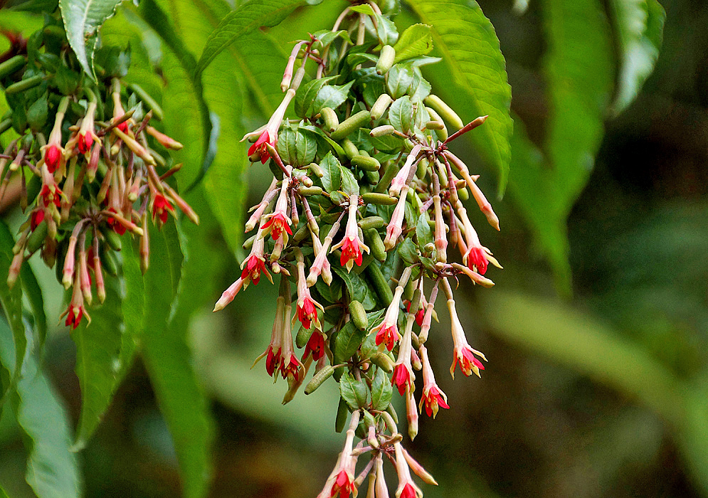 Clusters of white-pink Fuchsia boliviana alba flowers with red petals 