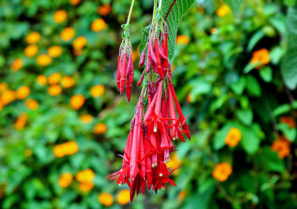 Hanging Fuchsia boliviana red flower clusters in front of an orange flowering vine