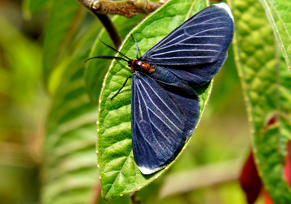 A butterfly with dark blue wings with white strips and an orange body on top of a Fuchsia boliviana leaf