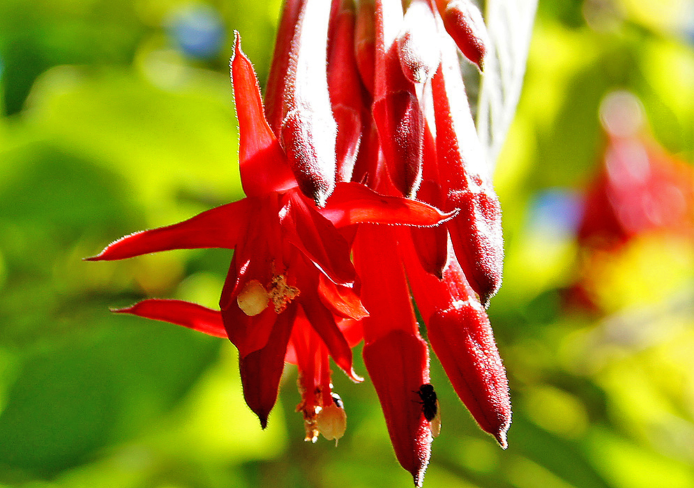 A cluster of hanging red Fuchsia boliviana flowers backlit by sunlight