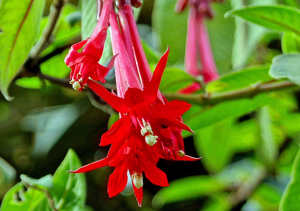 Red Fuchsia boliviana flowers whith white pistils and anthers