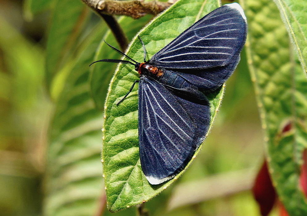 Butterfly on a Fuchsia boliviana Leaf Butterfly resting on a broad green Fuchsia boliviana leaf
