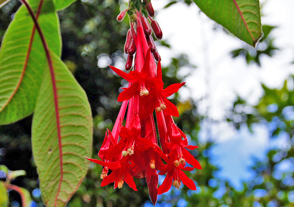 A cluster of red Fuchsia boliviana flowers hanging from a branch with white pistils