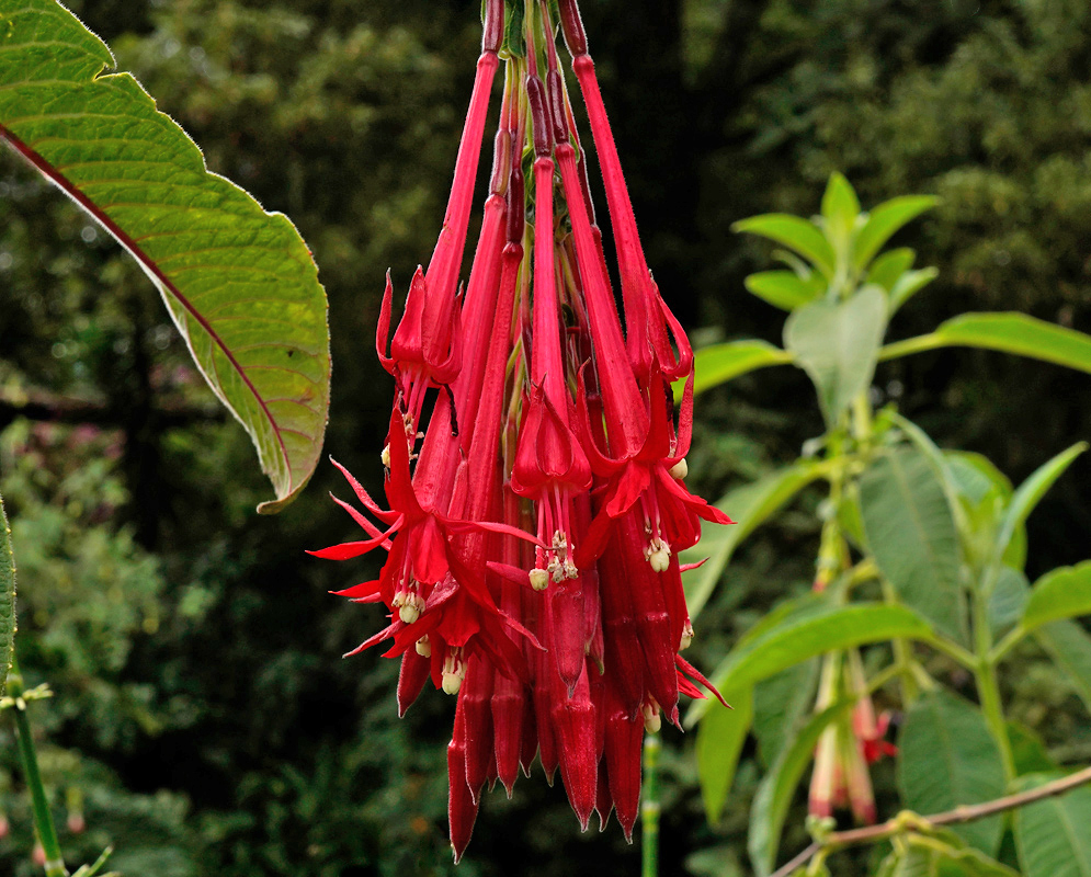 Fuchsia boliviana Red Flowers A striking cluster of long, tubular red Fuchsia boliviana flowers hanging in a dense formation against a green forest backdrop