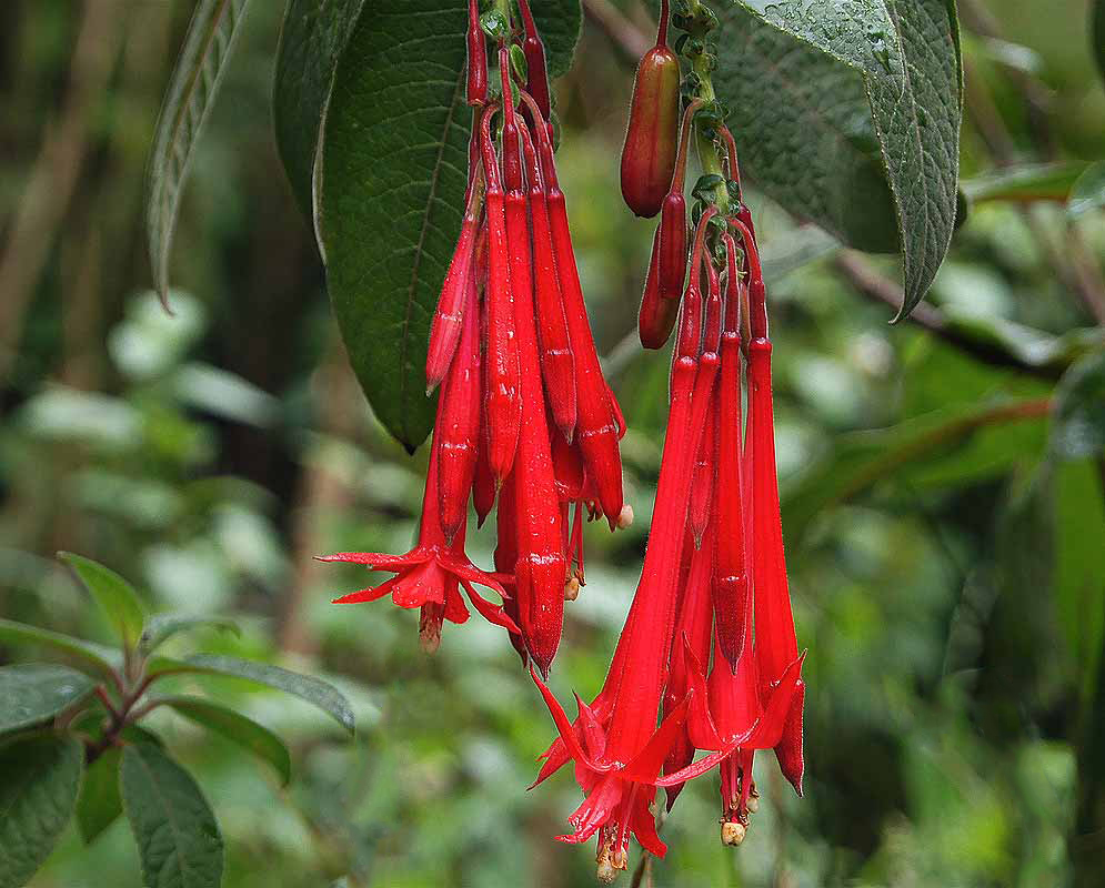 Two cluster of long drooping red Fuchsia boliviana flowers