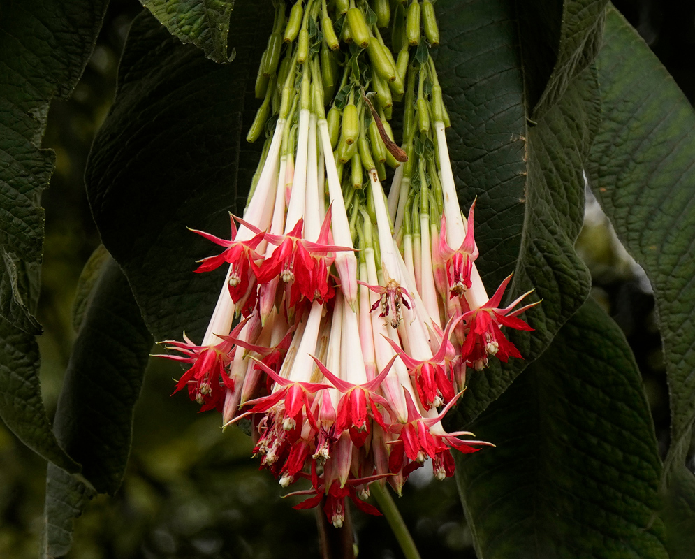A lush hanging cluster of creamy white and soft pink tubular flowers of Fuchsia boliviana alba surrounded by large green leaves
