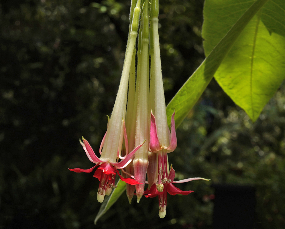 A Fuchsia boliviana cluster of red and white flowers