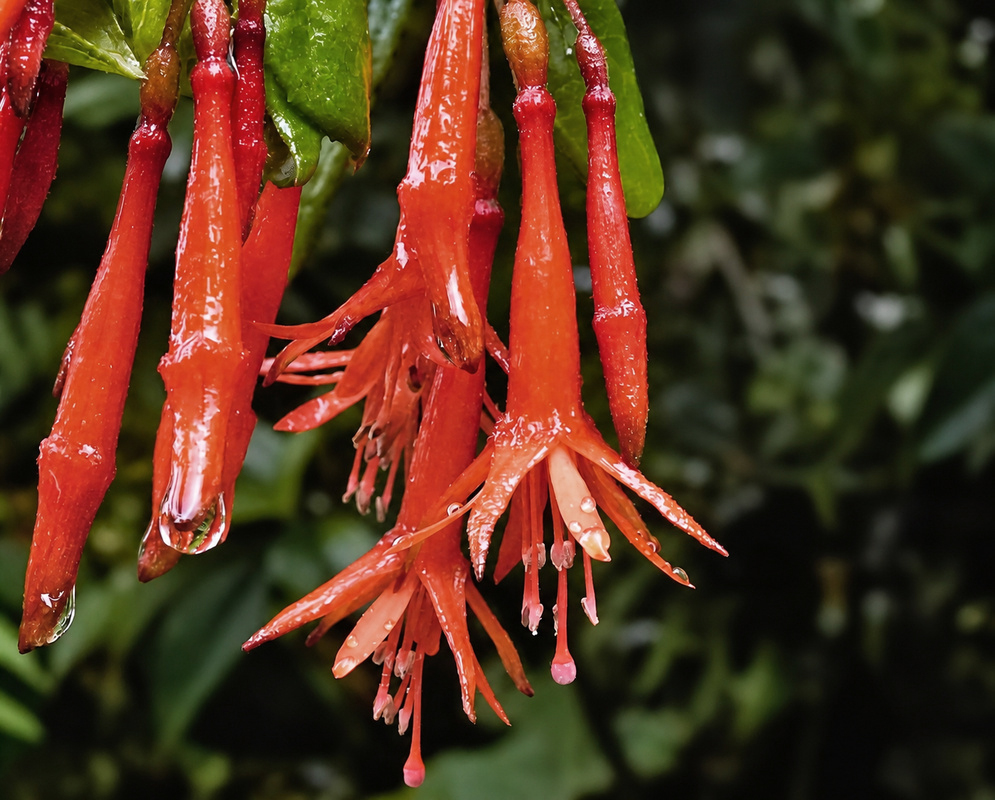 Fuchsia canescens plant habit and foliage
