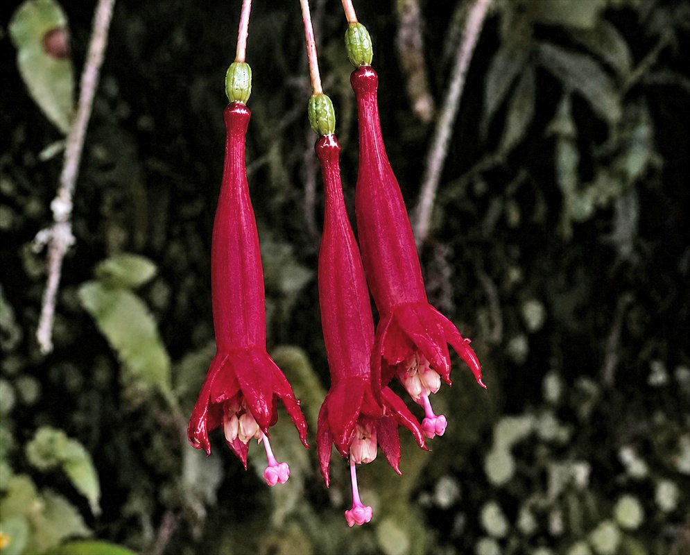 Fuchsia corollata plant habit and foliage
