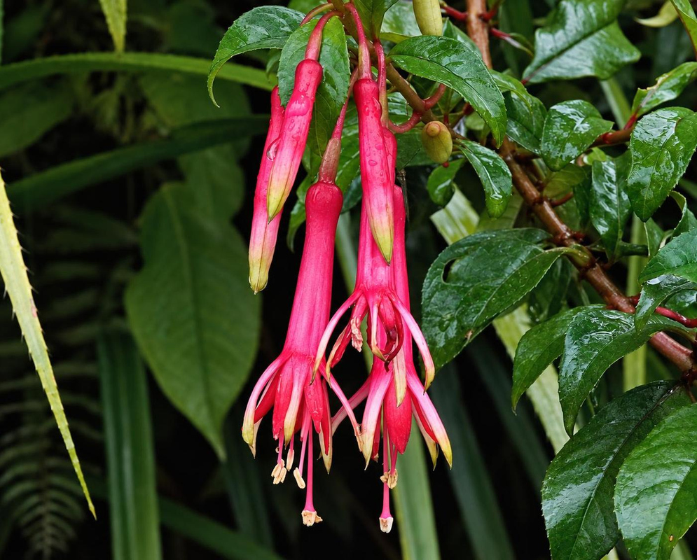 Fuchsia denticulata has several hanging pink tubular flowers with narrow pale-tipped sepals and long projecting stamens beside glossy green leaves