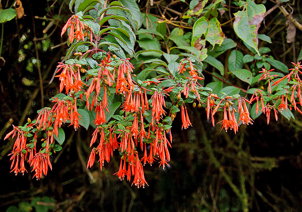 Fuchsia dependens branches with leaves and orange flowers reaching the edge of the forest for sunlight