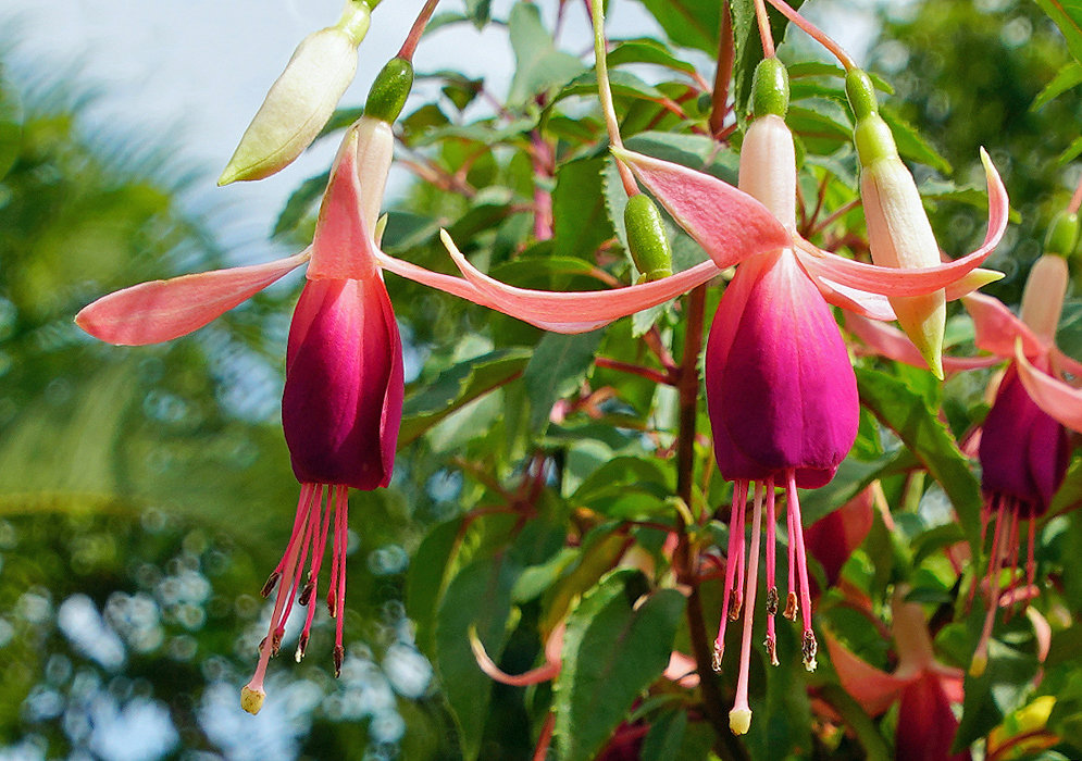 A cluster of red, pink and purple Fuchsia × hybrida flowers
