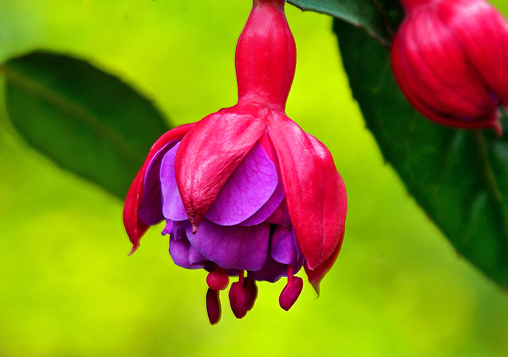 Red and purple Fuchsia × hybrida flower
