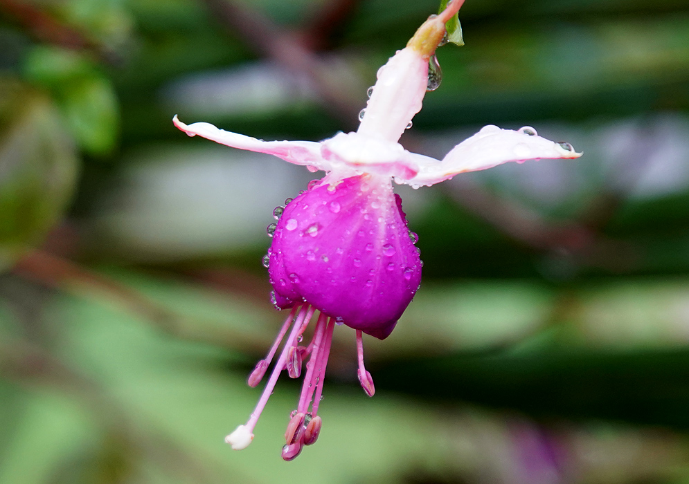 A wet white and purple Fuchsia × hybrida flower