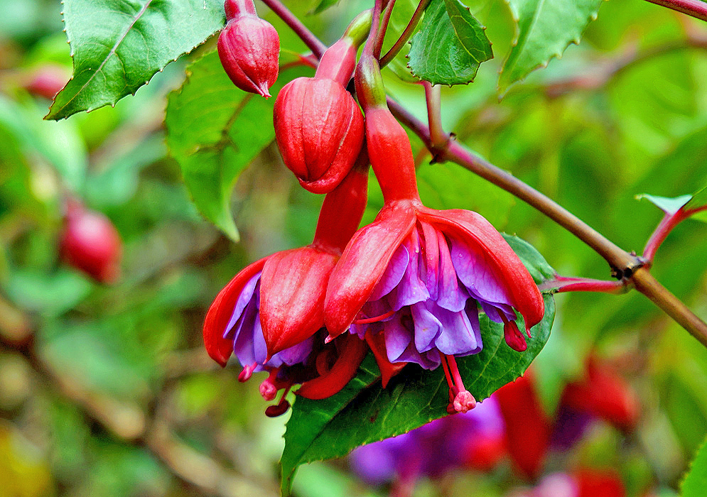 Two red and purple Fuchsia × hybrida flowers