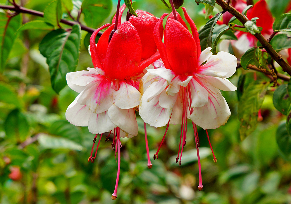 Two wet white and red Fuchsia × hybrida flowers