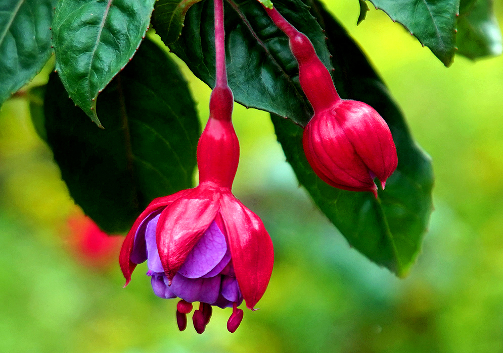 A red Fuchsia hybrid flower bud and an opening flower exposing purple petals