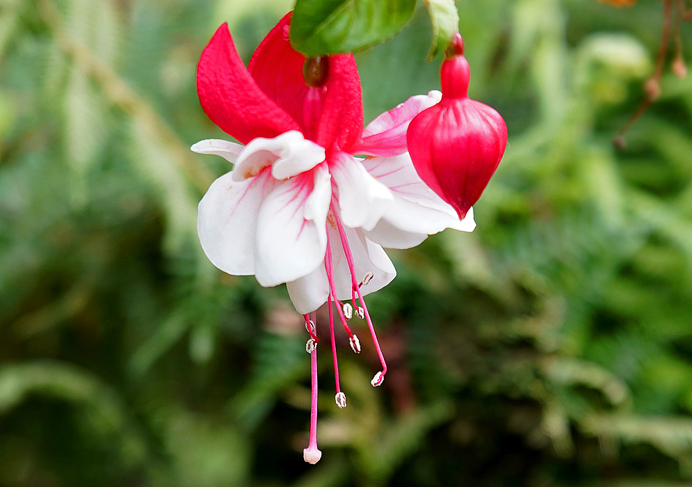 A red Fuchsia × hybrida flower bud next to a red and white flower