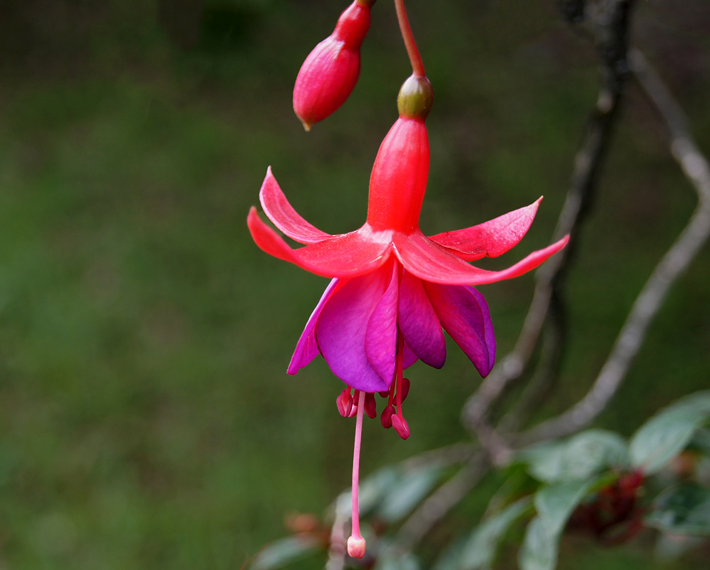 Red, fuchsia and purple color Fuchsia × hybrida flower with reddish stamens and a long pistil