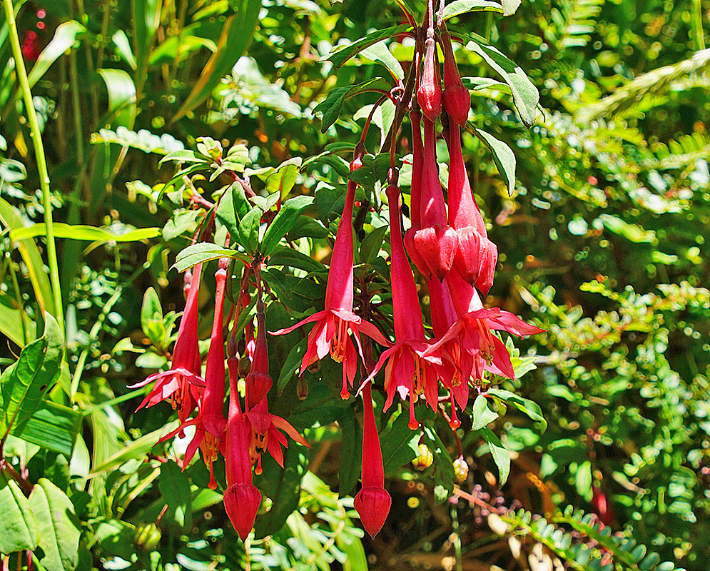 Fuchsia loxensis red flowers in sunlight